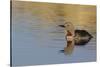 Red-throated loon.-Ken Archer-Stretched Canvas