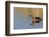 Red-throated loon.-Ken Archer-Framed Photographic Print