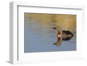 Red-throated loon.-Ken Archer-Framed Photographic Print