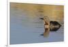 Red-throated loon.-Ken Archer-Framed Photographic Print