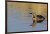 Red-throated loon.-Ken Archer-Framed Photographic Print