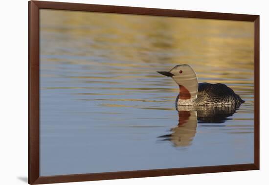 Red-throated loon.-Ken Archer-Framed Photographic Print