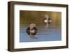 Red-throated loon.-Ken Archer-Framed Photographic Print