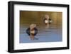 Red-throated loon.-Ken Archer-Framed Photographic Print