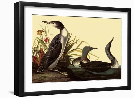 Red-Throated Loon-John James Audubon-Framed Giclee Print