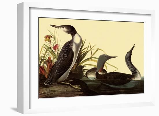 Red-Throated Loon-John James Audubon-Framed Giclee Print