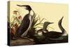 Red-Throated Loon-John James Audubon-Stretched Canvas