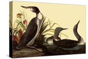 Red-Throated Loon-John James Audubon-Stretched Canvas