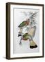 Red Throated Nyctiornis-John Gould-Framed Giclee Print