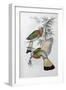 Red Throated Nyctiornis-John Gould-Framed Giclee Print