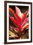 Red Ti Leaves-Karyn Millet-Framed Photo