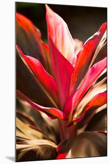 Red Ti Leaves-Karyn Millet-Mounted Photo