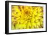 Red Tip Dahlia's-George Johnson-Framed Photographic Print