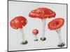 Red Toadstools Fly Agaric-Sally Crosthwaite-Mounted Giclee Print