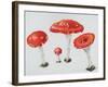 Red Toadstools Fly Agaric-Sally Crosthwaite-Framed Giclee Print