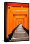 Red Torii Gates, Fushimi Inari Taisha Shrine, Kyoto, Kansai Region, Honshu, Japan, Asia-Gavin Hellier-Framed Stretched Canvas