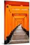 Red Torii Gates, Fushimi Inari Taisha Shrine, Kyoto, Kansai Region, Honshu, Japan, Asia-Gavin Hellier-Mounted Photographic Print