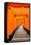 Red Torii Gates, Fushimi Inari Taisha Shrine, Kyoto, Kansai Region, Honshu, Japan, Asia-Gavin Hellier-Framed Stretched Canvas