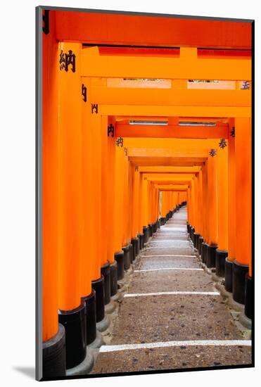 Red Torii Gates, Fushimi Inari Taisha Shrine, Kyoto, Kansai Region, Honshu, Japan, Asia-Gavin Hellier-Mounted Photographic Print