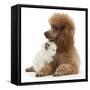 Red Toy Poodle and Ragdoll-Cross Kitten, 5 Weeks-Mark Taylor-Framed Stretched Canvas