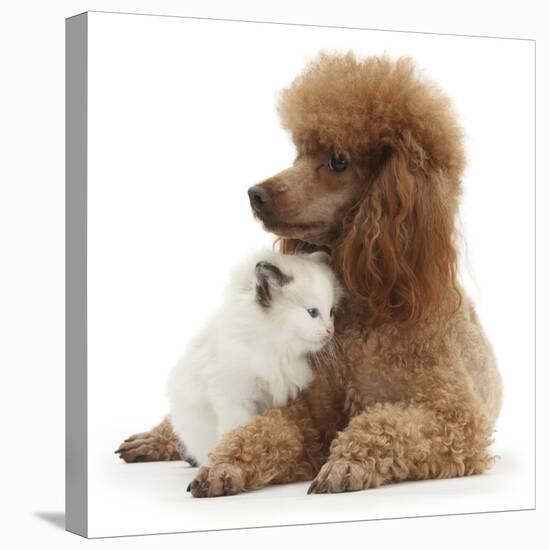 Red Toy Poodle and Ragdoll-Cross Kitten, 5 Weeks-Mark Taylor-Stretched Canvas