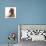 Red Toy Poodle and Ragdoll-Cross Kitten, 5 Weeks-Mark Taylor-Photographic Print displayed on a wall