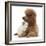 Red Toy Poodle and Ragdoll-Cross Kitten, 5 Weeks-Mark Taylor-Framed Photographic Print