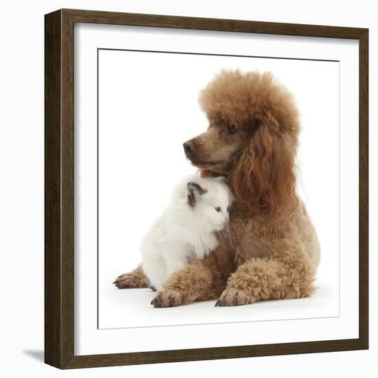 Red Toy Poodle and Ragdoll-Cross Kitten, 5 Weeks-Mark Taylor-Framed Photographic Print