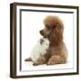 Red Toy Poodle and Ragdoll-Cross Kitten, 5 Weeks-Mark Taylor-Framed Photographic Print