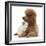 Red Toy Poodle and Ragdoll-Cross Kitten, 5 Weeks-Mark Taylor-Framed Photographic Print