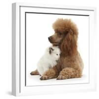 Red Toy Poodle and Ragdoll-Cross Kitten, 5 Weeks-Mark Taylor-Framed Photographic Print