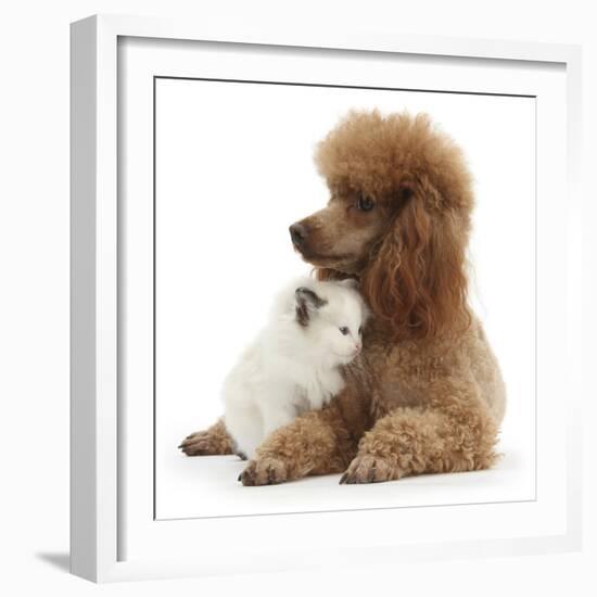 Red Toy Poodle and Ragdoll-Cross Kitten, 5 Weeks-Mark Taylor-Framed Photographic Print