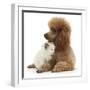 Red Toy Poodle and Ragdoll-Cross Kitten, 5 Weeks-Mark Taylor-Framed Photographic Print