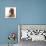 Red Toy Poodle and Ragdoll-Cross Kitten, 5 Weeks-Mark Taylor-Mounted Photographic Print displayed on a wall