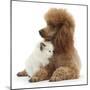 Red Toy Poodle and Ragdoll-Cross Kitten, 5 Weeks-Mark Taylor-Mounted Photographic Print