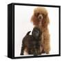 Red Toy Poodle Dog and His 7-Week Red Merle Puppy-Mark Taylor-Framed Stretched Canvas