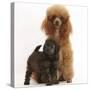 Red Toy Poodle Dog and His 7-Week Red Merle Puppy-Mark Taylor-Stretched Canvas