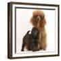 Red Toy Poodle Dog and His 7-Week Red Merle Puppy-Mark Taylor-Framed Photographic Print