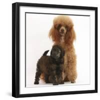 Red Toy Poodle Dog and His 7-Week Red Merle Puppy-Mark Taylor-Framed Photographic Print