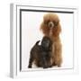 Red Toy Poodle Dog and His 7-Week Red Merle Puppy-Mark Taylor-Framed Photographic Print