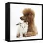 Red Toy Poodle Dog, and Ragdoll-Cross Kitten, 5 Weeks-Mark Taylor-Framed Stretched Canvas