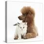 Red Toy Poodle Dog, and Ragdoll-Cross Kitten, 5 Weeks-Mark Taylor-Stretched Canvas