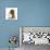 Red Toy Poodle Dog, and Ragdoll-Cross Kitten, 5 Weeks-Mark Taylor-Photographic Print displayed on a wall