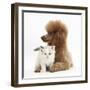 Red Toy Poodle Dog, and Ragdoll-Cross Kitten, 5 Weeks-Mark Taylor-Framed Photographic Print