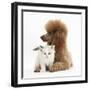 Red Toy Poodle Dog, and Ragdoll-Cross Kitten, 5 Weeks-Mark Taylor-Framed Photographic Print