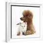 Red Toy Poodle Dog, and Ragdoll-Cross Kitten, 5 Weeks-Mark Taylor-Framed Photographic Print