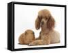 Red Toy Poodle Dog and Red Guinea Pig-Mark Taylor-Framed Stretched Canvas