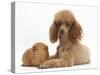 Red Toy Poodle Dog and Red Guinea Pig-Mark Taylor-Stretched Canvas