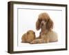 Red Toy Poodle Dog and Red Guinea Pig-Mark Taylor-Framed Photographic Print