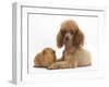 Red Toy Poodle Dog and Red Guinea Pig-Mark Taylor-Framed Photographic Print